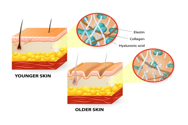 suy giảm collagen và elastin