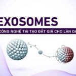Exosome Là Gì? Tại Sao Exosome Là Chìa Khóa Vàng Trong Tái Tạo Da?