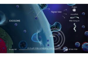 Exosome Là Gì? Tại Sao Exosome Là Chìa Khóa Vàng Trong Tái Tạo Da? 2 Exosome Là Gì? Tại Sao Exosome Là Chìa Khóa Vàng Trong Tái Tạo Da?