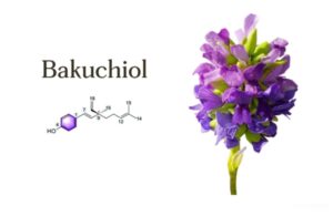 Sức Mạnh Trẻ Hóa Làn Da Từ Retinol Thiên Nhiên Bakuchiol 2 Sức Mạnh Trẻ Hóa Làn Da Từ Retinol Thiên Nhiên Bakuchiol